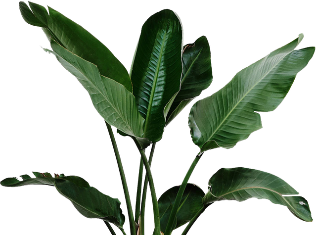 Green Leaf Cutout